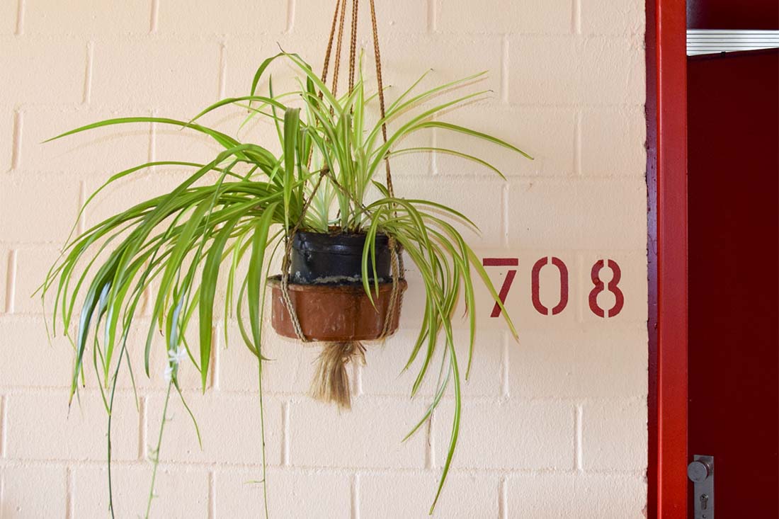 Pflanze die im Flur links von einer Zimmertüre von der Decke hängt. Das Zimmer hat eine rote Zimmertüre die leicht geöffnet ist und die Zimmernummer 708 hat.